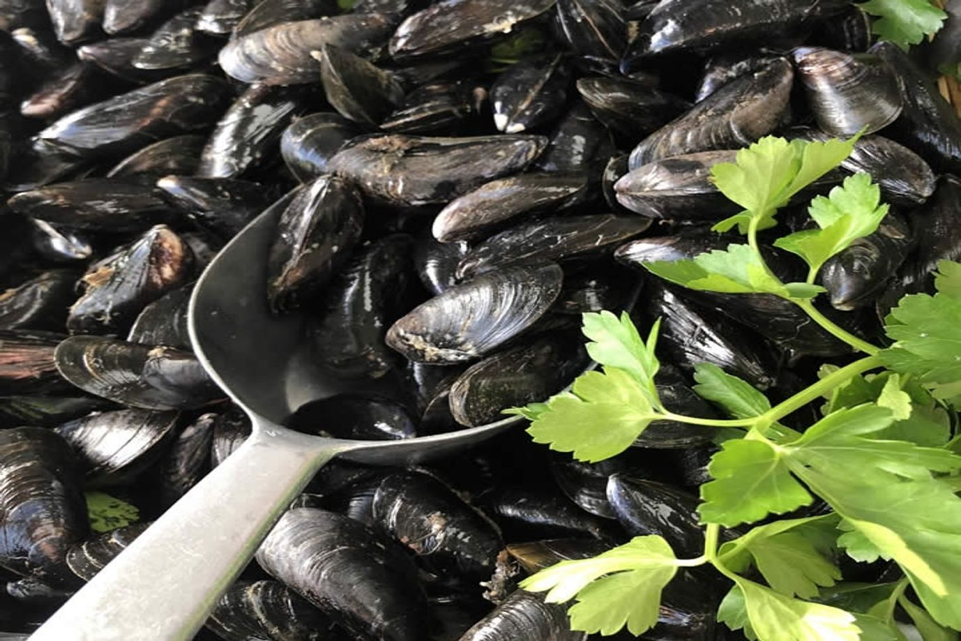 Porthilly mussels home