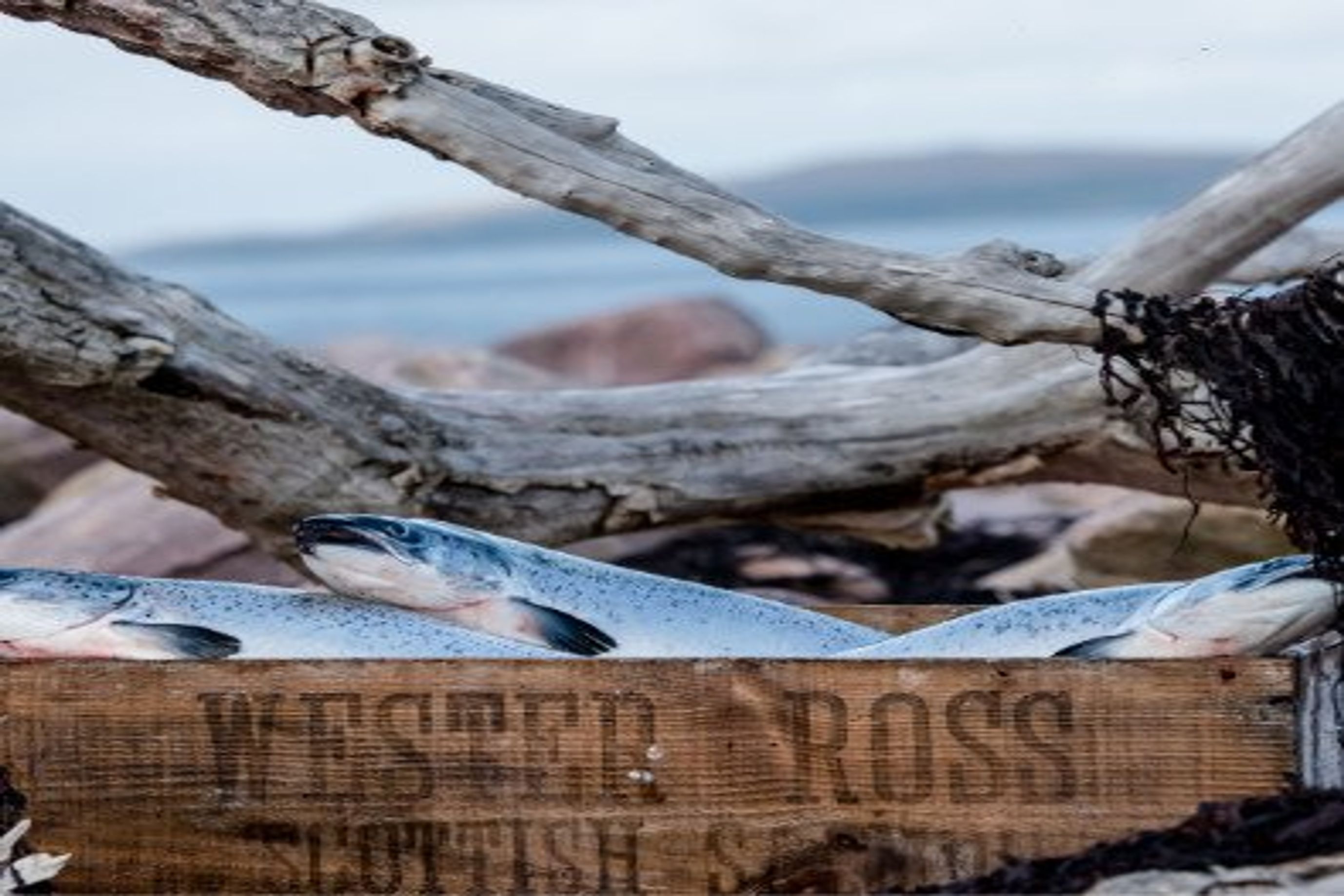 wester ross salmon