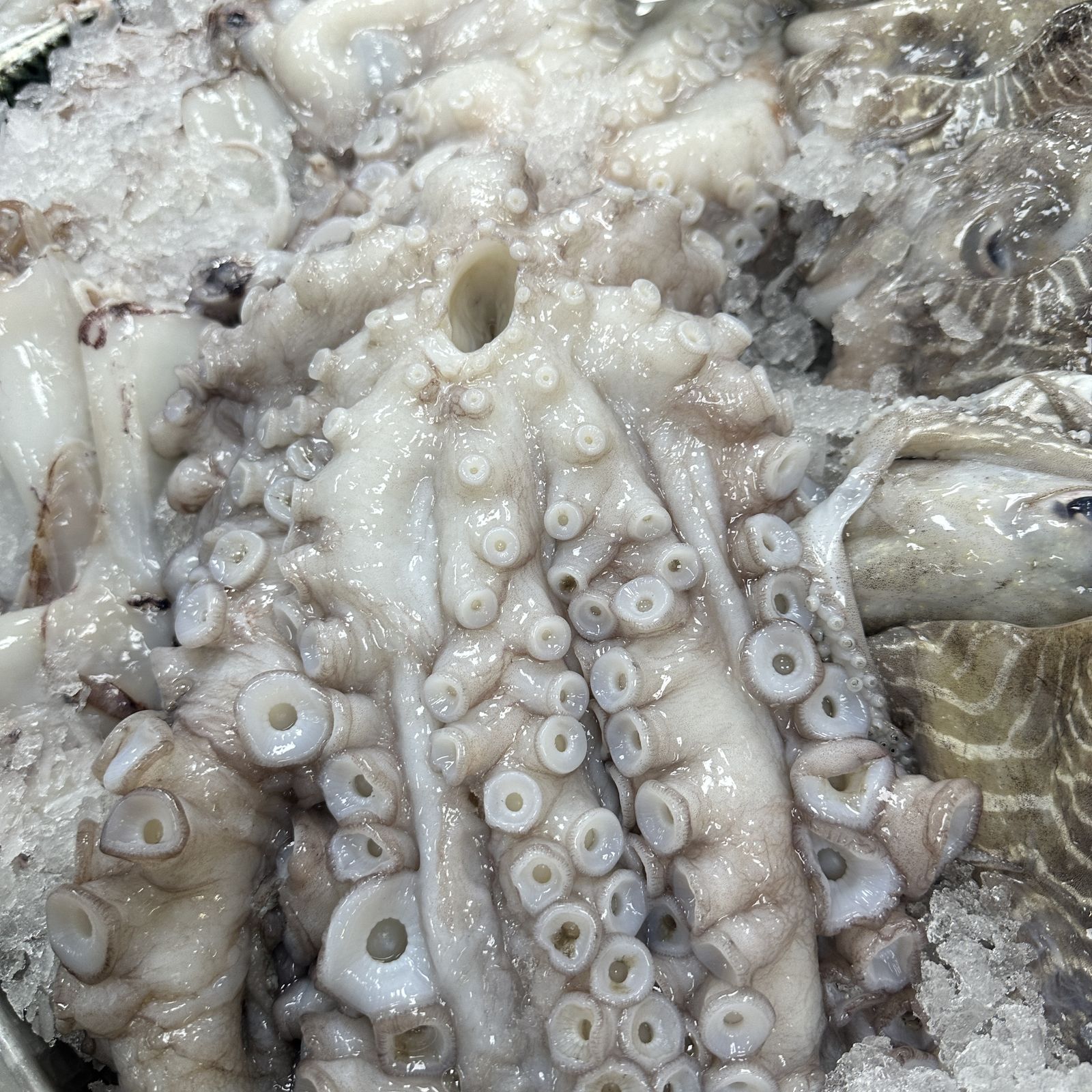 Octopus