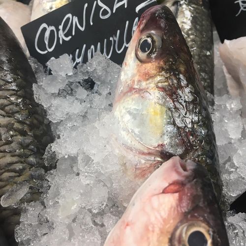 Grey Mullet