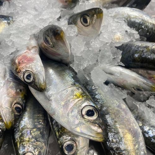 Sardines
