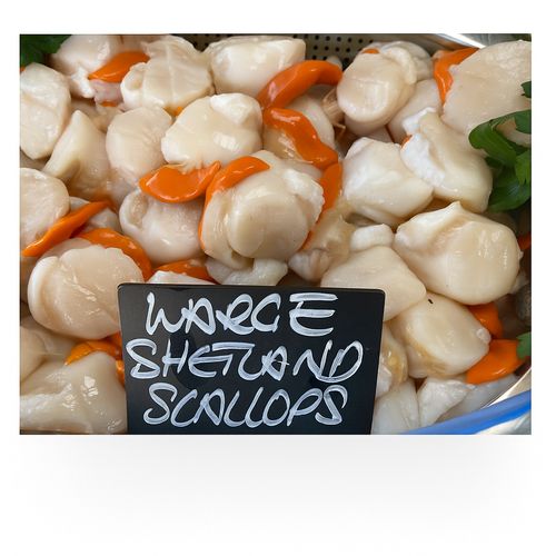 Shetland Scallops