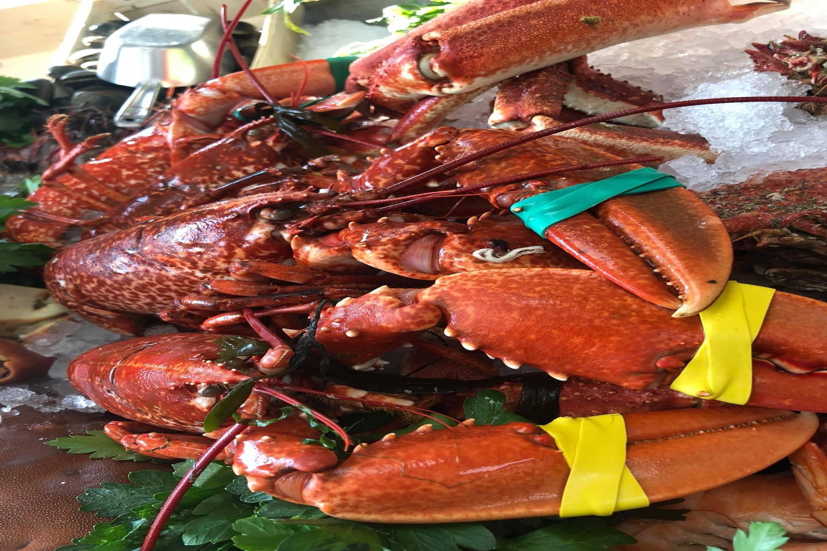 Freshly cooked lobster