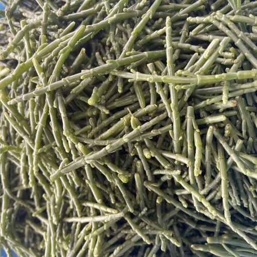 Samphire