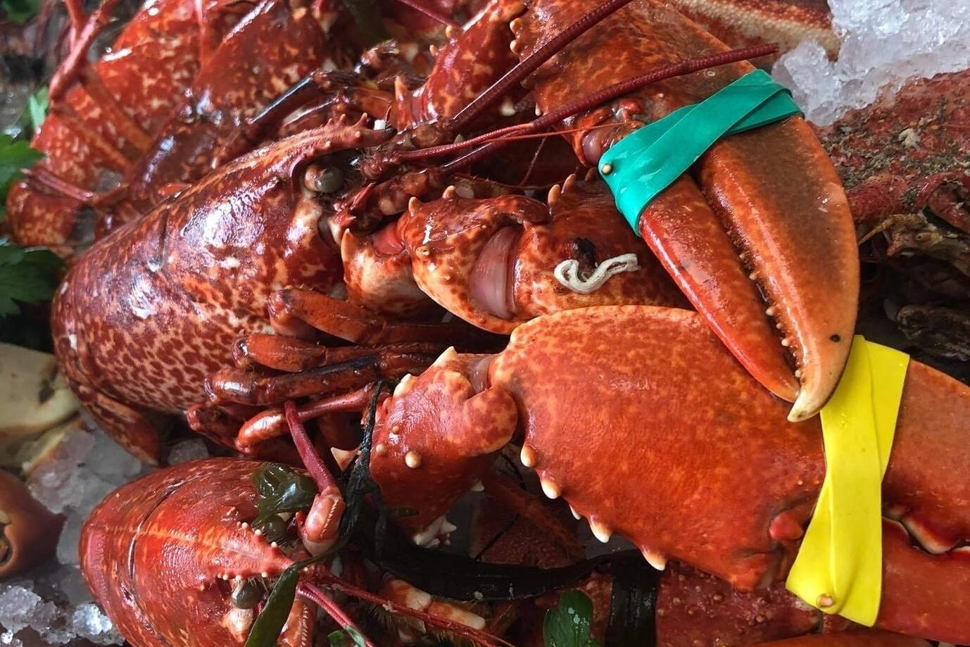 Fresh lobster valentine