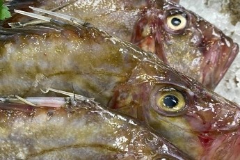 John Dory