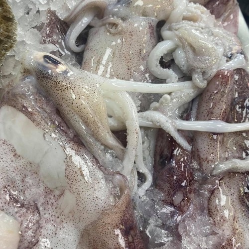 Whole Squid