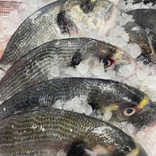 Gilt Head Bream (Farmed)