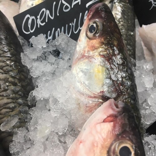 Grey Mullet