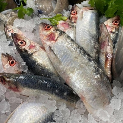 Herring