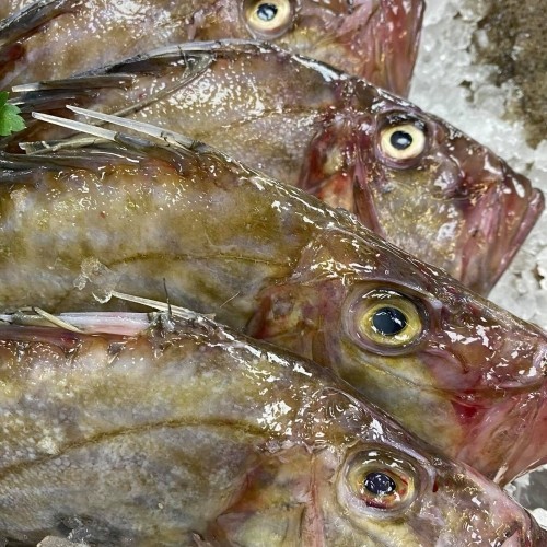 John Dory