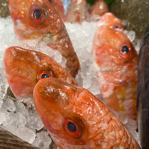 Red Mullet