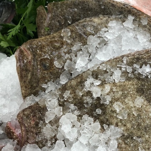 Turbot