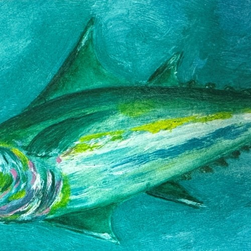 Line Caught Bonito Tuna