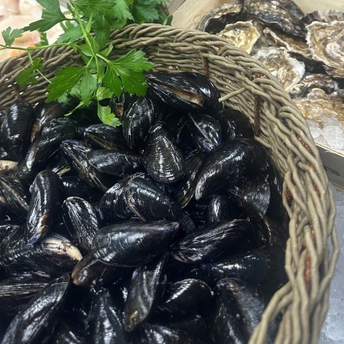 Live Mussels