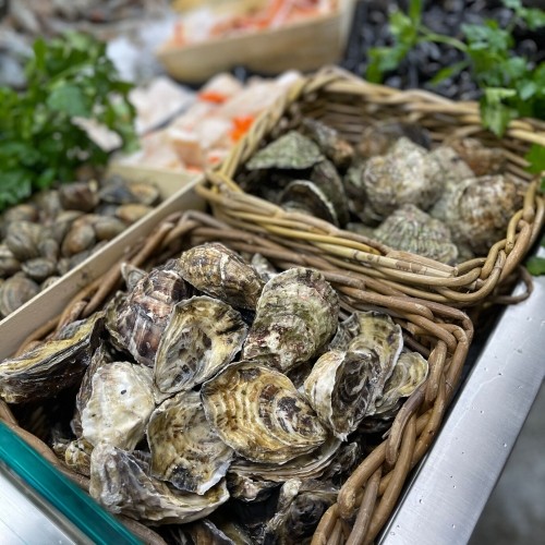 Oysters