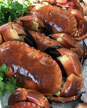 Freshly Cooked Whole Crab