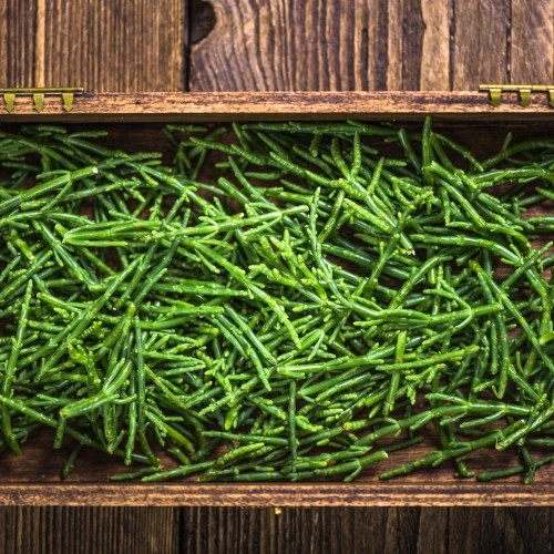 Samphire