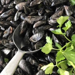 Live Porthilly Mussels