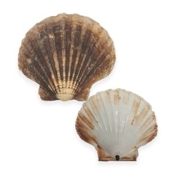 Scallop shells (empty)