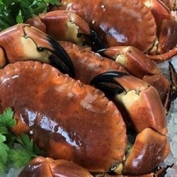 Freshly Cooked Whole Crab